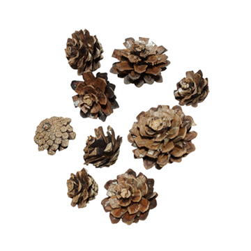 Kogleroser, bjergfyr natur – 120 stk.